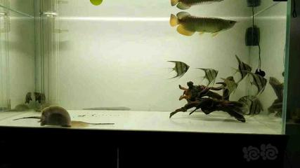 銀龍魚都喂什么飼料啊圖片(銀龍魚喂多少顆粒飼料)