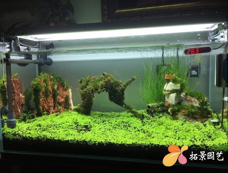 魚缸彩葉草圖片高清：關于彩葉草的一些基本信息