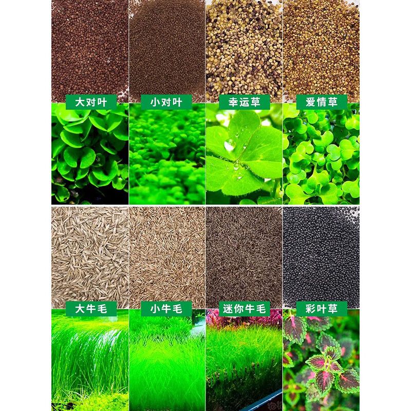 魚缸彩葉草圖片高清：關于彩葉草的一些基本信息