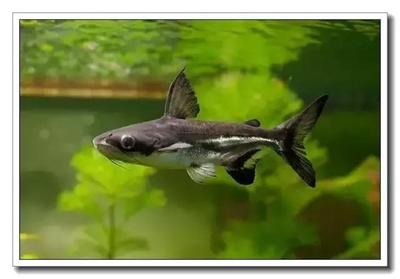 銀龍魚熱帶魚嗎(銀龍魚熱帶魚嗎好養(yǎng)嗎)