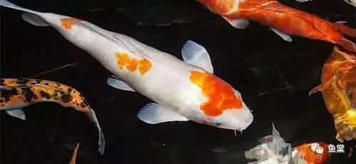 補魚缸玻璃裂縫用什么膠水比較好呢：如何修補魚缸玻璃裂縫