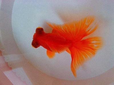 紅龍魚用什么燈好:紅龍魚led燈品牌推薦紅龍魚led燈品牌推薦 紅龍魚百科 第2張 紅龍魚用什么燈好:紅龍魚led燈品牌推薦紅龍魚led燈品牌推薦 紅龍魚用什么燈好:紅龍魚led燈品牌推薦紅龍魚led燈品牌推薦 紅龍魚百科 第2張
