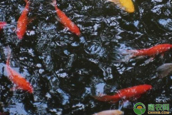 大型造景魚缸方案圖紙：大型造景魚缸的設(shè)計理念