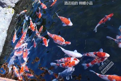 超白魚缸買什么牌子好一點：超白魚缸選購指南