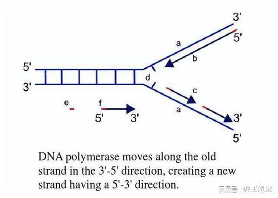 自己家養豬鼻龜犯法嗎(個人養豬鼻龜犯法嗎) 豬鼻龜百科 第1張 自己家養豬鼻龜犯法嗎(個人養豬鼻龜犯法嗎) 自己家養豬鼻龜犯法嗎(個人養豬鼻龜犯法嗎) 豬鼻龜百科 第1張