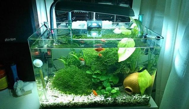 紅龍魚什么時候開始發色：關于紅龍魚發色的詳細介紹