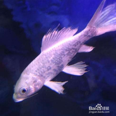 家里的魚缸里能不能養小鯊魚(什么鯊魚可以養在小缸里)