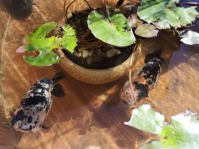 一條紅龍魚大概要多少錢：紅龍魚價格走勢分析紅龍魚飼養技巧與心得