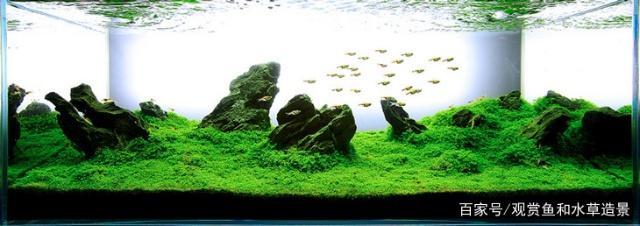 虎魚飼養虎魚,注意這4點準沒錯!(虎魚怎樣養出好狀態)