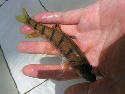 魚缸里放七彩石好嗎(魚缸里放七彩石好嗎) 魚缸里放七彩石好嗎(魚缸里放七彩石好嗎) 紅龍魚百科 第2張