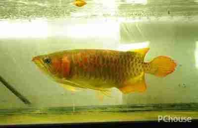 紅龍魚一個月長多少厘米：紅龍魚一個月生長速度受到多種因素影響，紅龍魚水質(zhì)管理關(guān)鍵點