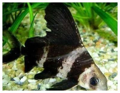 虎魚市場價多少錢一條(虎魚最便宜的得多少錢)