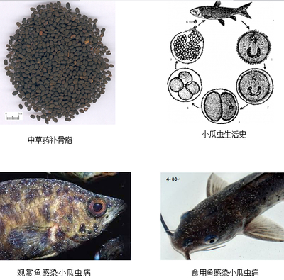 幼年龍魚多長