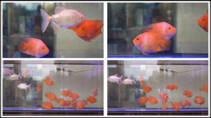 虎魚毒性有多強(qiáng)圖片(虎魚有毒的那種) 虎魚毒性有多強(qiáng)圖片(虎魚有毒的那種) 虎魚百科 第2張