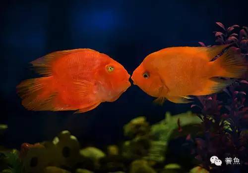 如何給龍魚吃的活物消毒殺菌