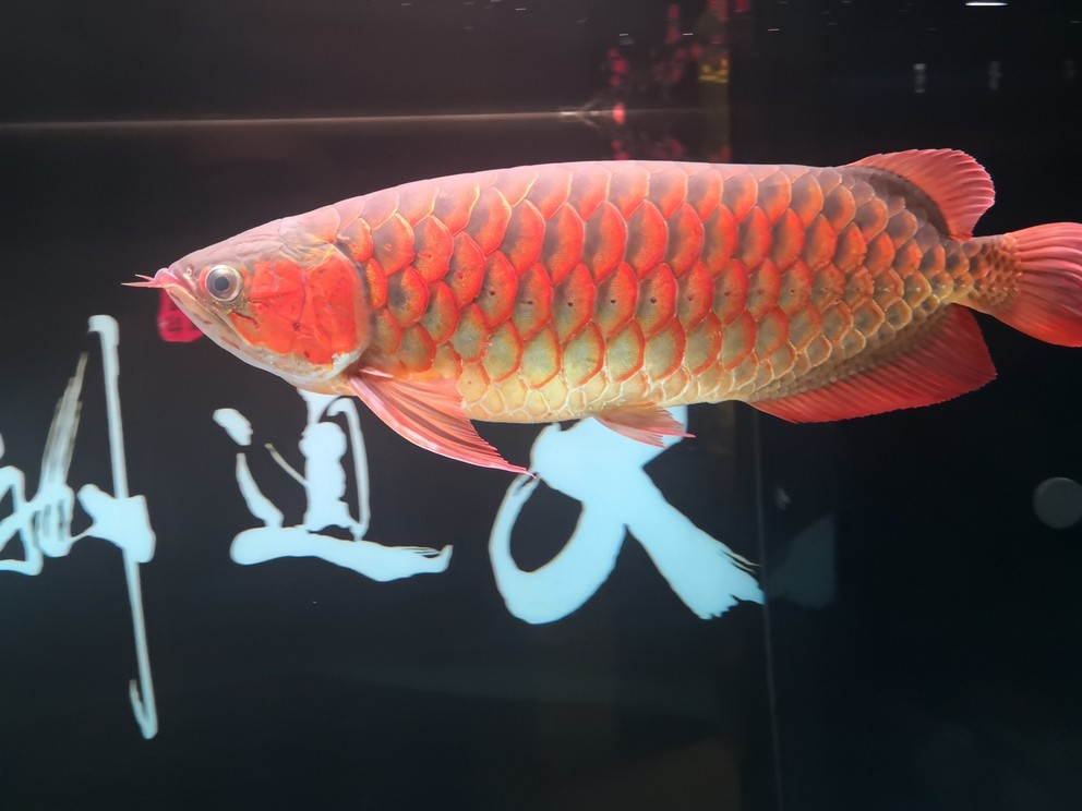 龍魚長紅斑怎么回事：如何判斷龍魚是否營養過剩