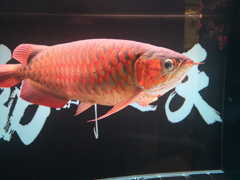 龍魚長紅斑怎么回事：如何判斷龍魚是否營養過剩