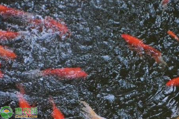 虎魚合適溫度(虎魚合適溫度多少度)