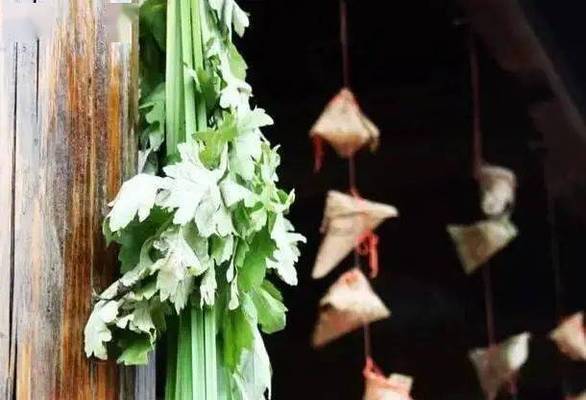 紅龍魚可以和什么魚混養一起：關于紅龍魚混養的一些建議