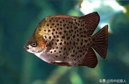 什么紅龍魚最貴的：紅龍魚中最貴的品種 什么紅龍魚最貴的：紅龍魚中最貴的品種 紅龍魚百科 第1張
