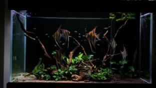銀龍魚顏色白的好還是青的好呢圖片(金龍魚有白色的嗎)