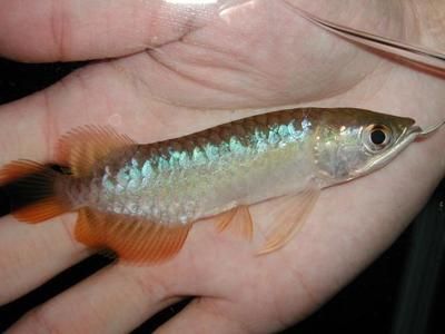 紅龍魚(yú)能賣多少錢一條魚(yú)