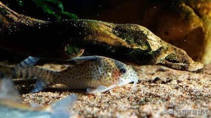 銀龍魚的壽命有多長啊(銀龍魚一年長多大)