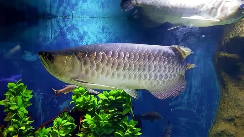 期待以后的表現