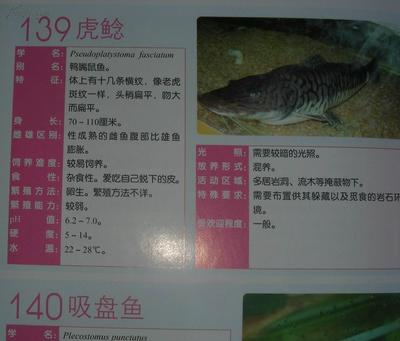 紅龍魚喂食過量后果：紅龍魚健康飲食指南，觀賞魚健康飲食指南