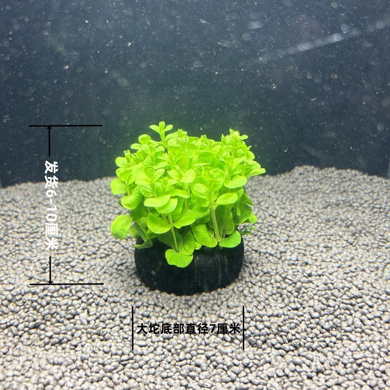 銀龍魚兇不兇魚(銀龍魚怕什么魚)