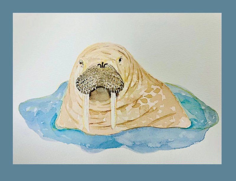 海象的簡介，海中大象——海象