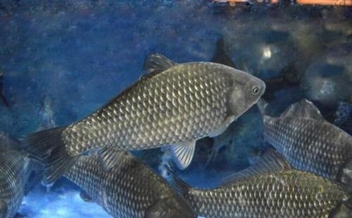 魚缸放了沉木水黃怎樣能解決掉(魚缸有沉木水發黃的解決辦法)