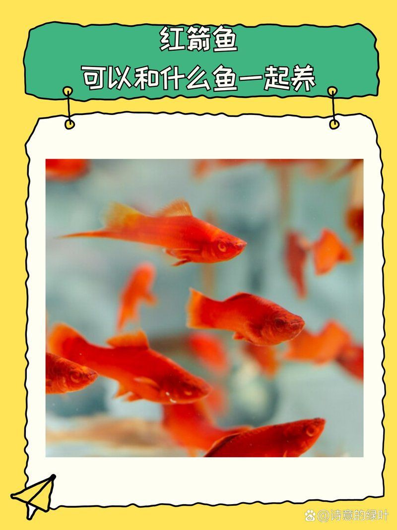 紅大旗魚和什么魚混養好，紅大旗魚混養技巧