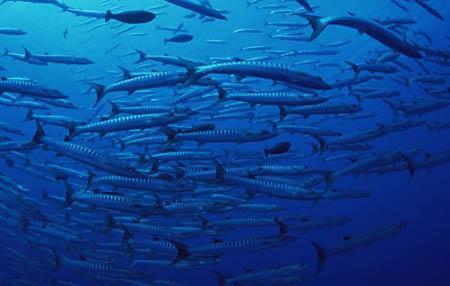 銀龍魚苗長什么樣子圖片欣賞一下(銀龍魚苗多少錢)