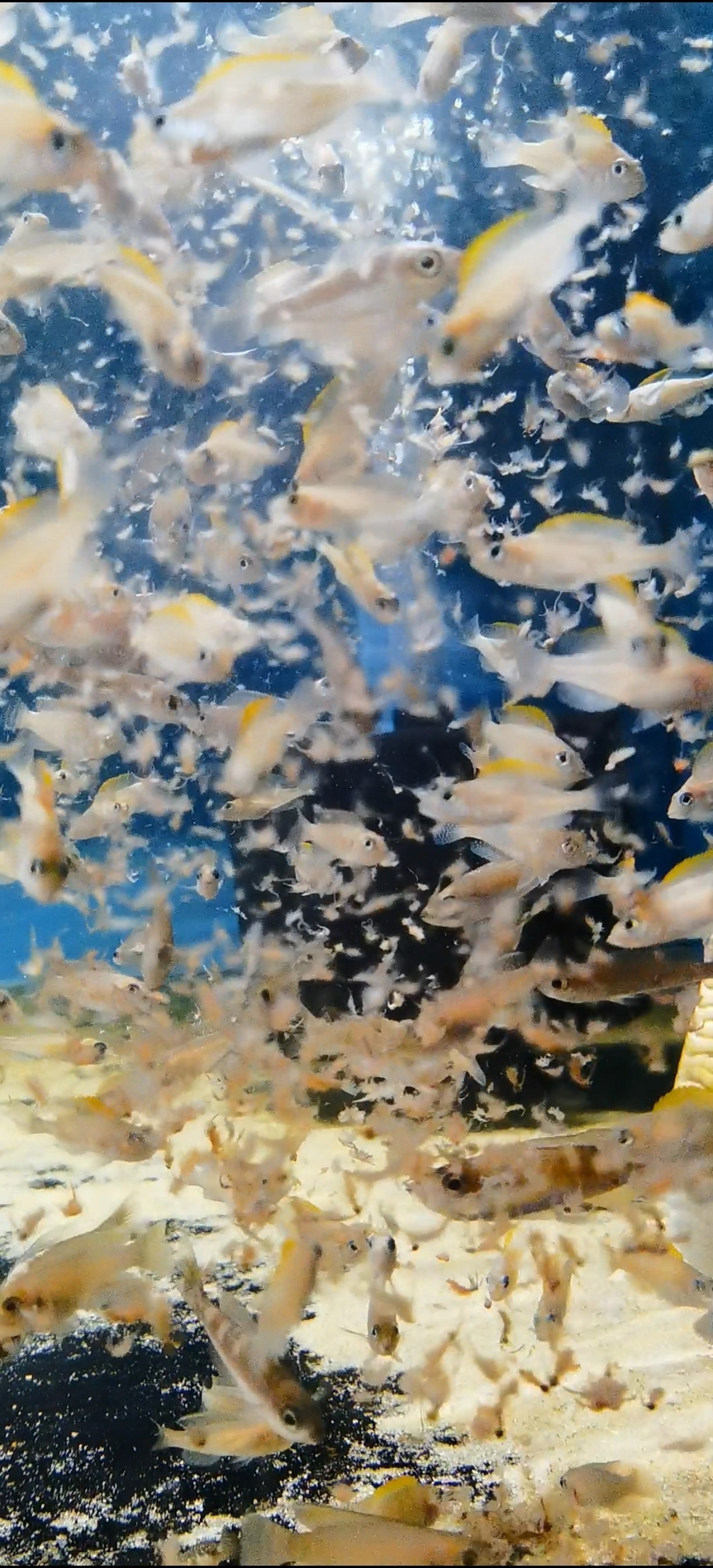 幼兒園干飯系列