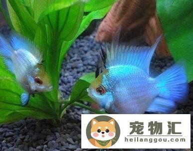 王者歸來