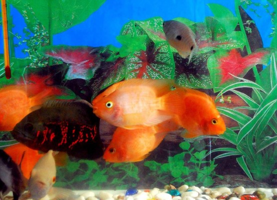 紅龍魚一般多少錢一條：紅龍魚價格波動較大，品質高的紅龍魚價格波動較大