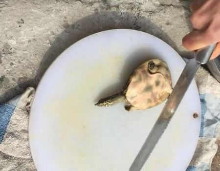 和彩蝶魚缸差不多的品牌是什么牌子(彩蝶哪款魚缸好)