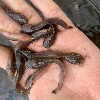 大門朝北魚缸最佳位置：屬鼠者的魚缸擺放注意事項魚缸擺放注意事項魚缸擺放位置 大門朝北魚缸最佳位置：屬鼠者的魚缸擺放注意事項魚缸擺放注意事項魚缸擺放位置 魚缸百科 第1張