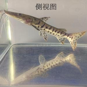 魚缸設(shè)計(jì)師的要求(魚缸設(shè)計(jì)軟件)