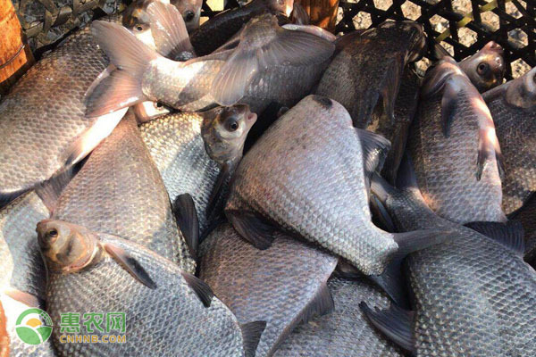 銀龍魚飼養技巧和方法圖解大全(銀龍魚的喂養方法)