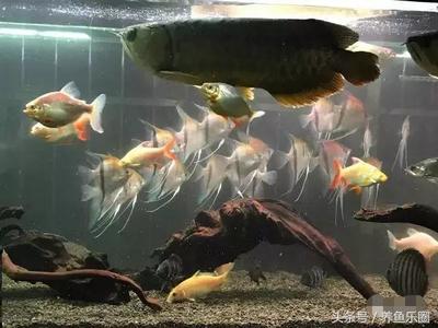 龍魚多長時間下崽啊