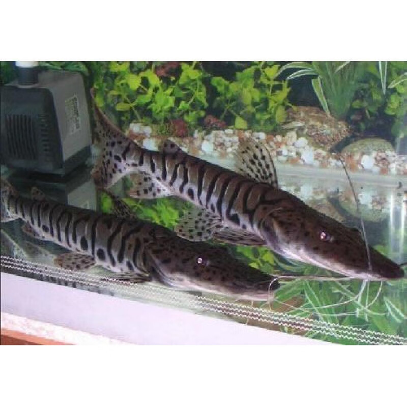 虎魚在多少度的水溫下狀態好(虎魚在多少度的水里體色好)