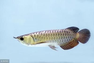 龍魚幾年能長到50厘米嗎 龍魚幾年能長到50厘米嗎 龍魚百科 第2張