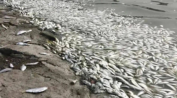 大型海水魚缸視頻播放：大型海水魚缸定制 大型海水魚缸視頻播放：大型海水魚缸定制 魚缸百科 第2張