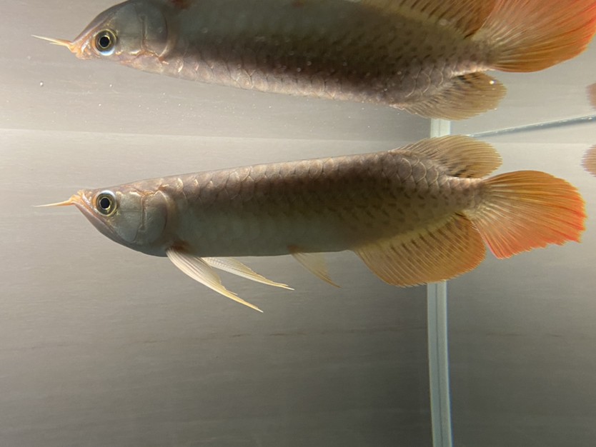 銀龍魚哪種好(銀龍魚哪個(gè)品種最貴)