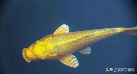 虎魚缸放沉木好嗎(虎魚放沉木是不是容易明) 虎魚缸放沉木好嗎(虎魚放沉木是不是容易明) 虎魚百科 第1張