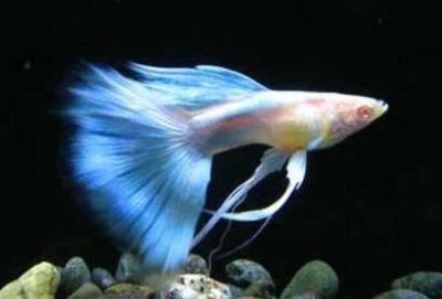 幻紅雷龍魚怎么養才能養好(幻彩紅寶石雷龍魚怎么養)
