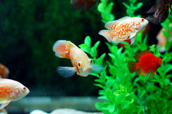 龍魚的飼料魚怎么養的活些