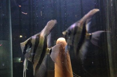 紅龍魚和金龍魚混養可以嗎：紅龍魚和金龍魚的混養取決于多種因素，紅龍魚混養的日常管理要點